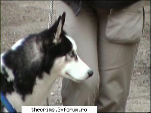 avataruri voi pentru voi doar ares